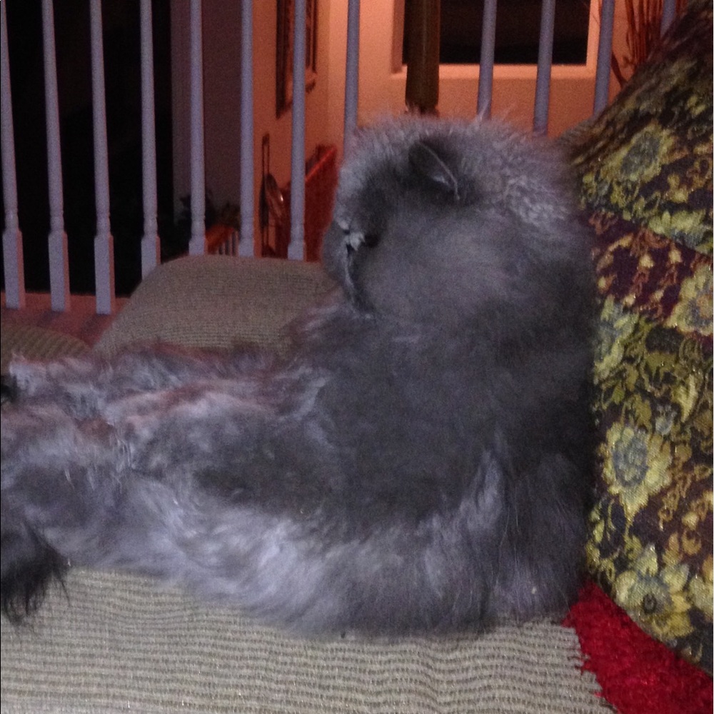 Meet your Posher, Camile